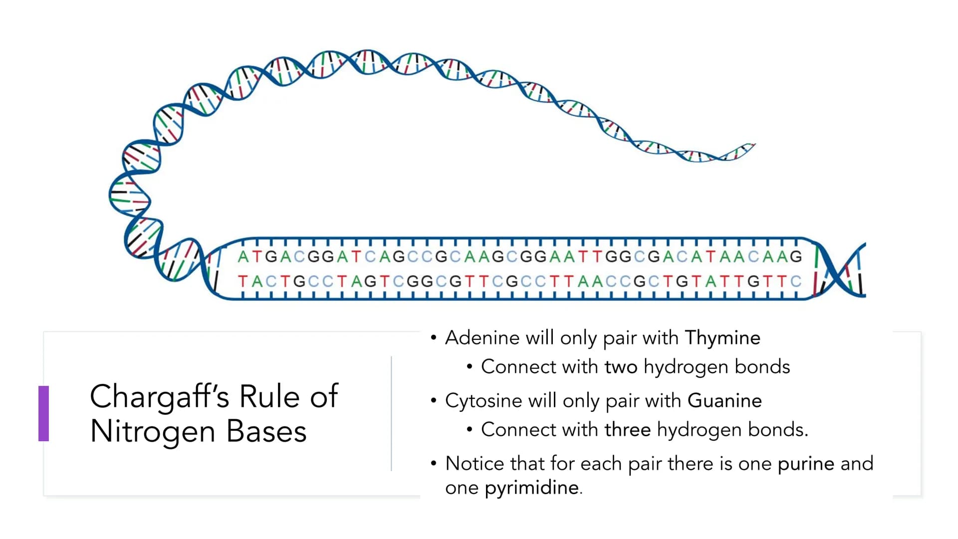 DNA Structure and
Replication
Unit 5.1-5.5 | DNA
●
• One of two types of Nucleic Acids. (Other type?)
Stands for deoxyribonucleic acid.
• It