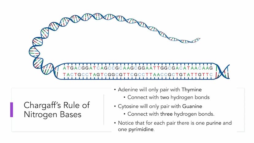 DNA Structure and
Replication
Unit 5.1-5.5 | DNA
●
• One of two types of Nucleic Acids. (Other type?)
Stands for deoxyribonucleic acid.
• It