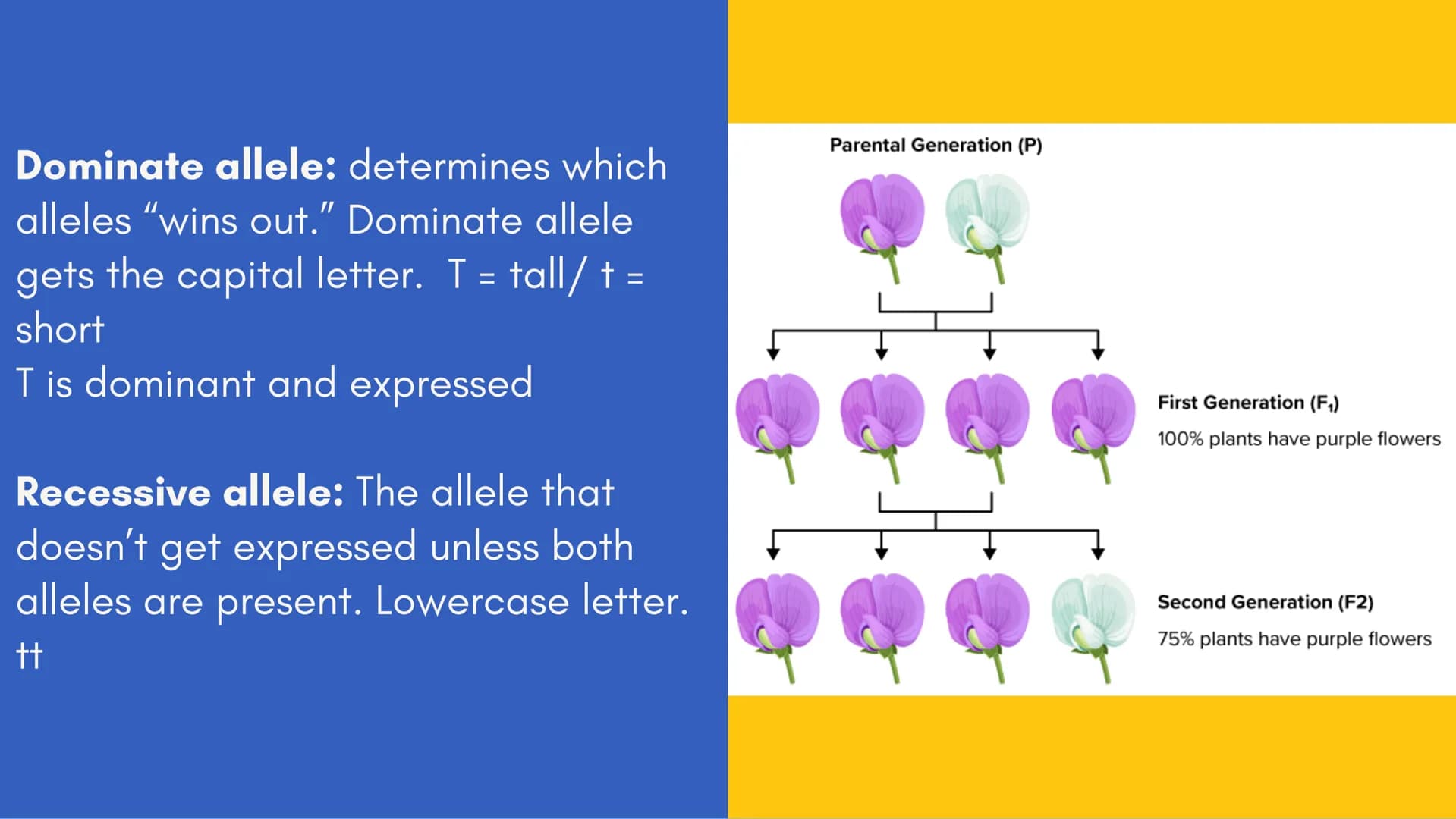 no
SL
Unit 5 AP bio
review
Meiosis
(non) Mendelian
Chromosomal
inheritance Meiosis
Meiosis is sexual reproduction that
allows for genetic di