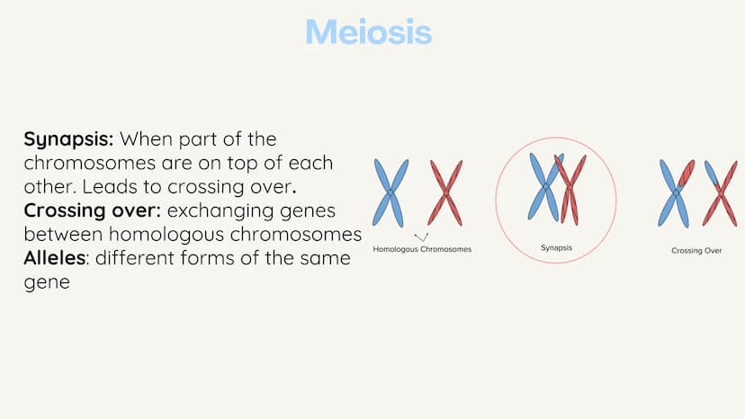 no
SL
Unit 5 AP bio
review
Meiosis
(non) Mendelian
Chromosomal
inheritance Meiosis
Meiosis is sexual reproduction that
allows for genetic di