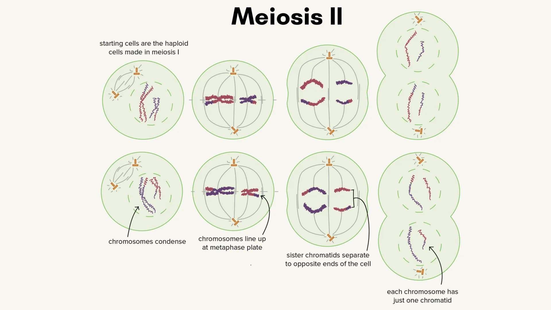 no
SL
Unit 5 AP bio
review
Meiosis
(non) Mendelian
Chromosomal
inheritance Meiosis
Meiosis is sexual reproduction that
allows for genetic di