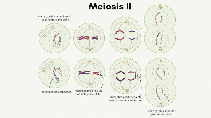no
SL
Unit 5 AP bio
review
Meiosis
(non) Mendelian
Chromosomal
inheritance Meiosis
Meiosis is sexual reproduction that
allows for genetic di