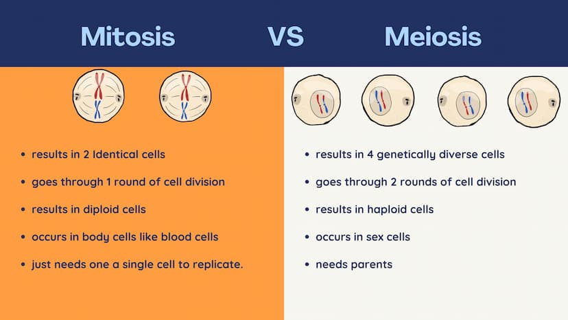 no
SL
Unit 5 AP bio
review
Meiosis
(non) Mendelian
Chromosomal
inheritance Meiosis
Meiosis is sexual reproduction that
allows for genetic di