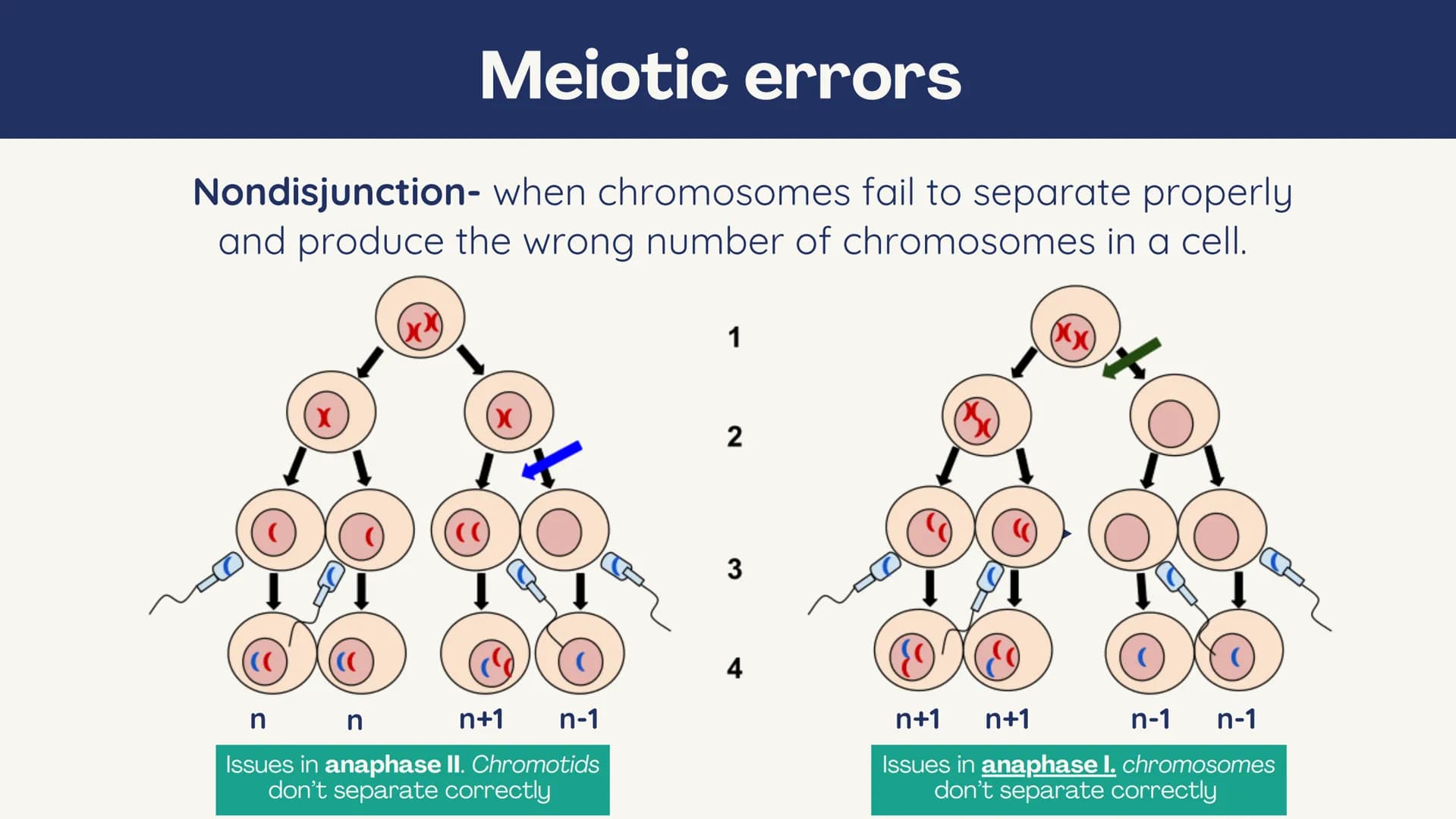 no
SL
Unit 5 AP bio
review
Meiosis
(non) Mendelian
Chromosomal
inheritance Meiosis
Meiosis is sexual reproduction that
allows for genetic di