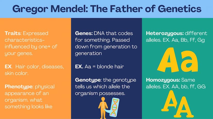 no
SL
Unit 5 AP bio
review
Meiosis
(non) Mendelian
Chromosomal
inheritance Meiosis
Meiosis is sexual reproduction that
allows for genetic di