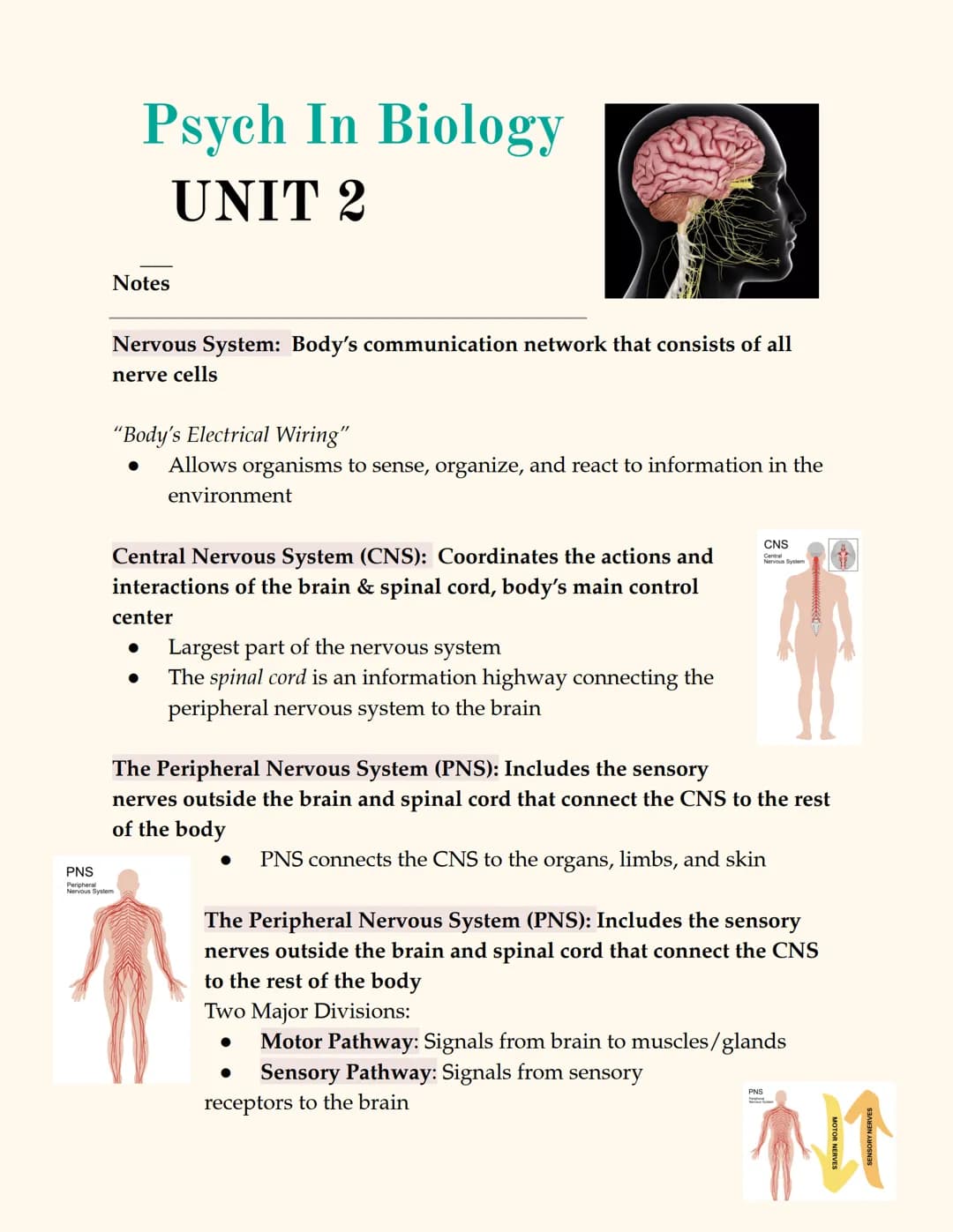 
<p>The peripheral nervous system consists of all nerve cells outside of the central nervous system, connecting the CNS to the rest of the b