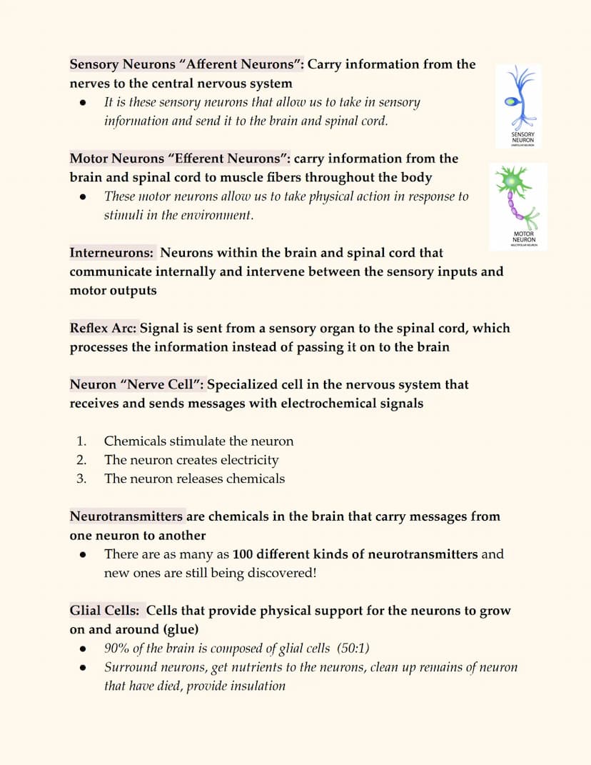 
<p>The peripheral nervous system consists of all nerve cells outside of the central nervous system, connecting the CNS to the rest of the b