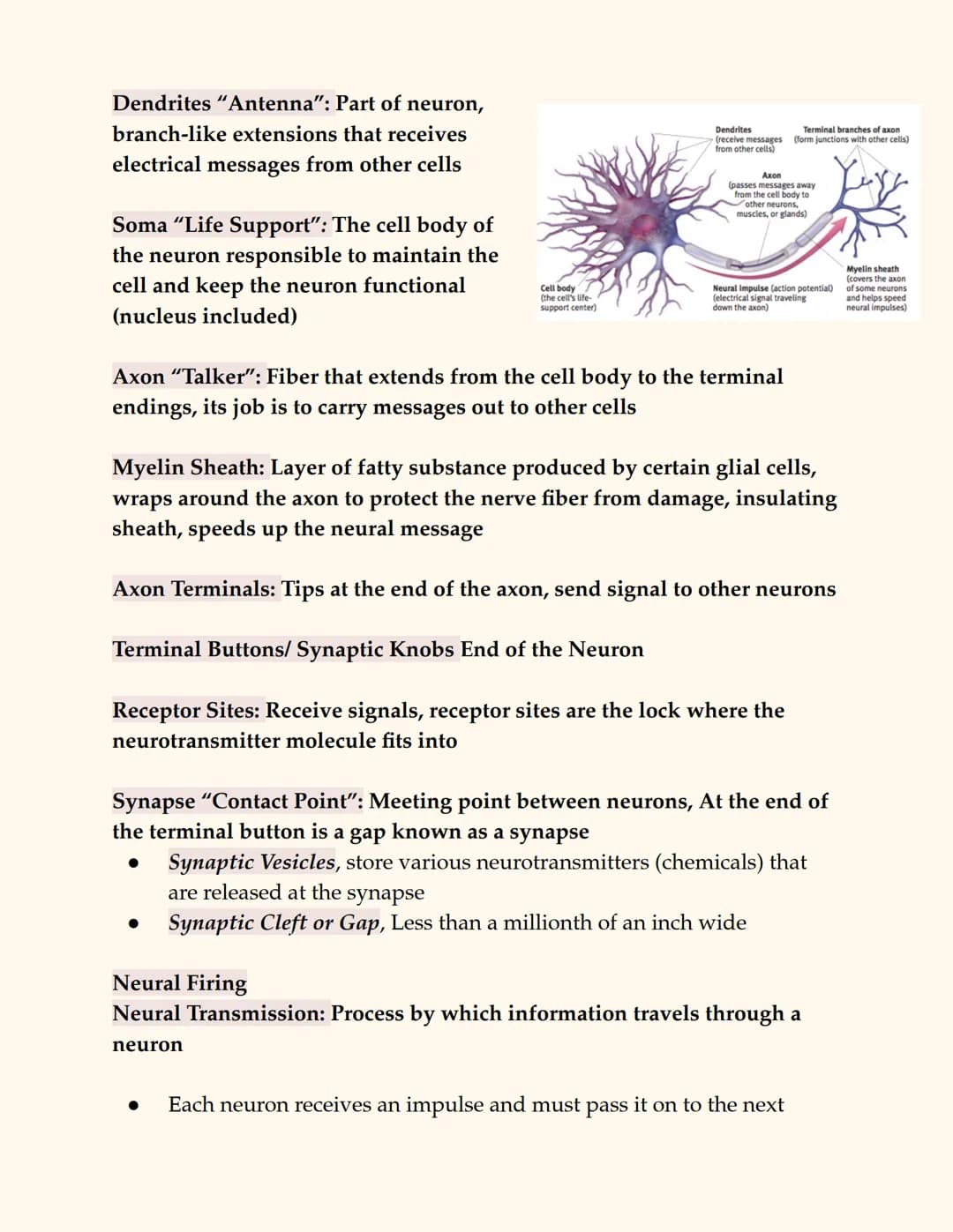 
<p>The peripheral nervous system consists of all nerve cells outside of the central nervous system, connecting the CNS to the rest of the b