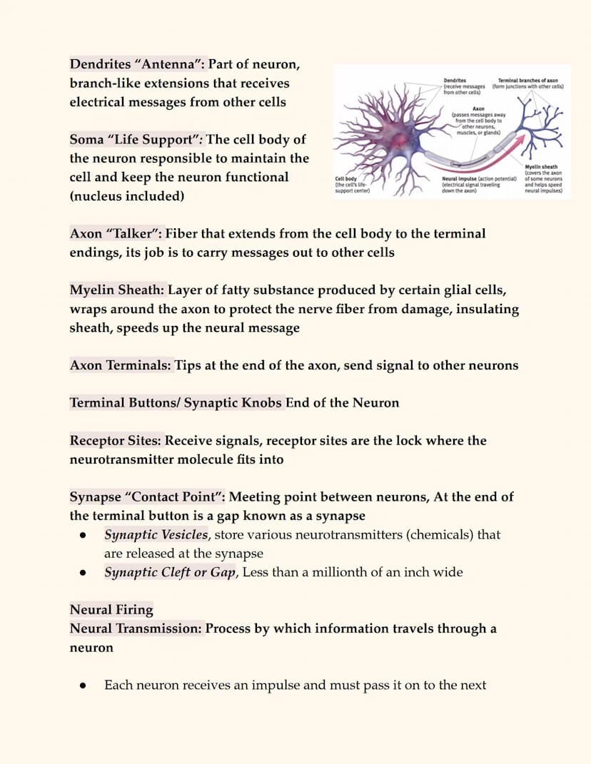 
<p>The peripheral nervous system consists of all nerve cells outside of the central nervous system, connecting the CNS to the rest of the b