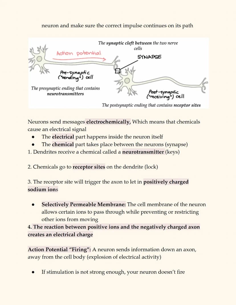 
<p>The peripheral nervous system consists of all nerve cells outside of the central nervous system, connecting the CNS to the rest of the b