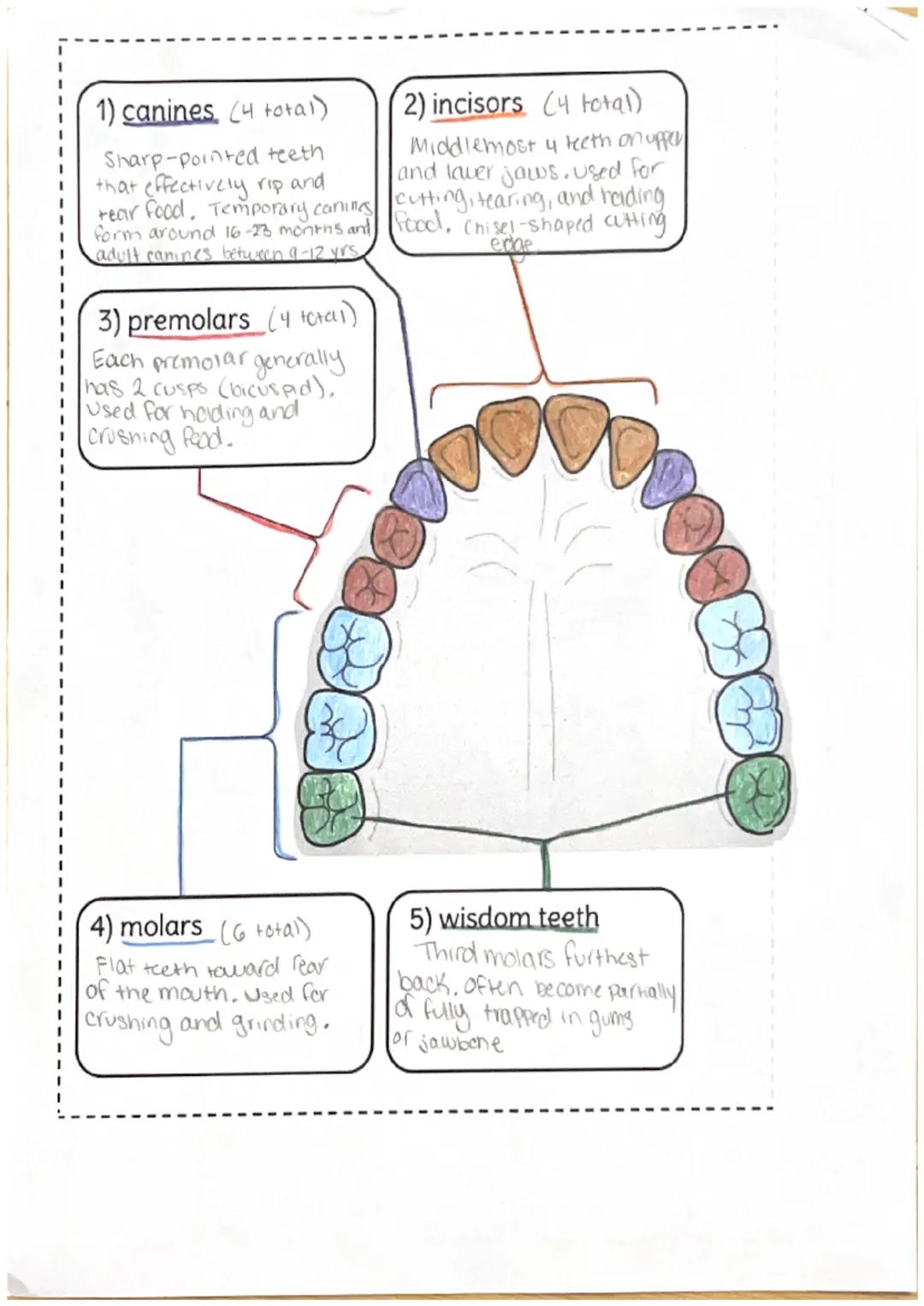 # Teeth

20-Deciduous (primary)
32-permanant

11) enamel
The hard, white
material which covers
crown

6) crown
upper part of tooth
that is m