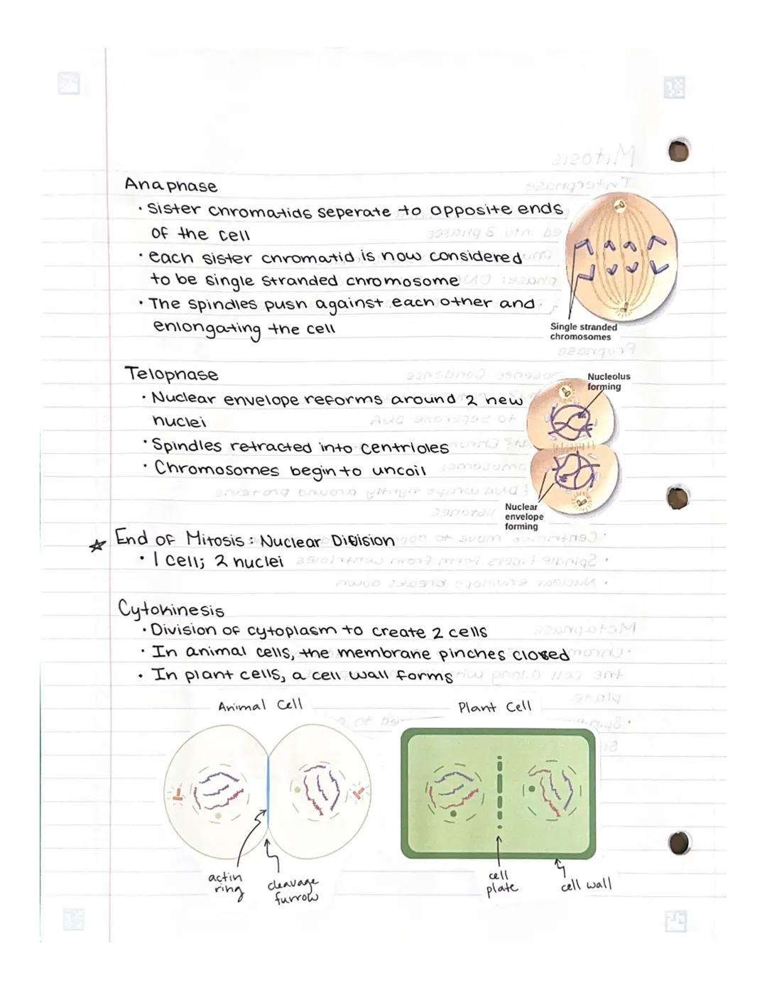 Mitosis
Interphase
Prepares for cell division
• Divided into 3 phases
Propnase
• Chromosones Condense
que apilomaan
G, Phase Cell increases 