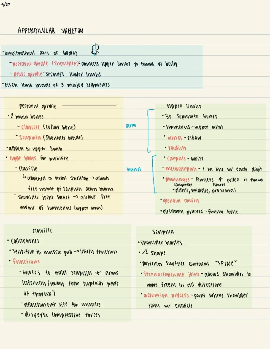 Anatomy - Appendicular Skeleton 