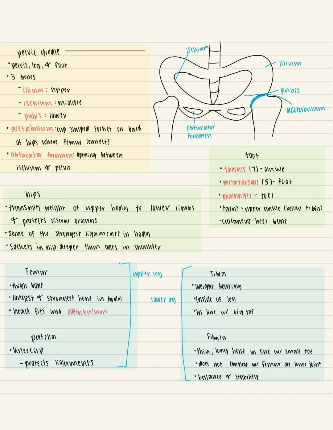 1/27
APPENDICULAR SKELETON
8
• longitudinal axis of body
-pectoral givale (shoulder): connects upper limbs to trunk of budn
- pelvic girdle:
