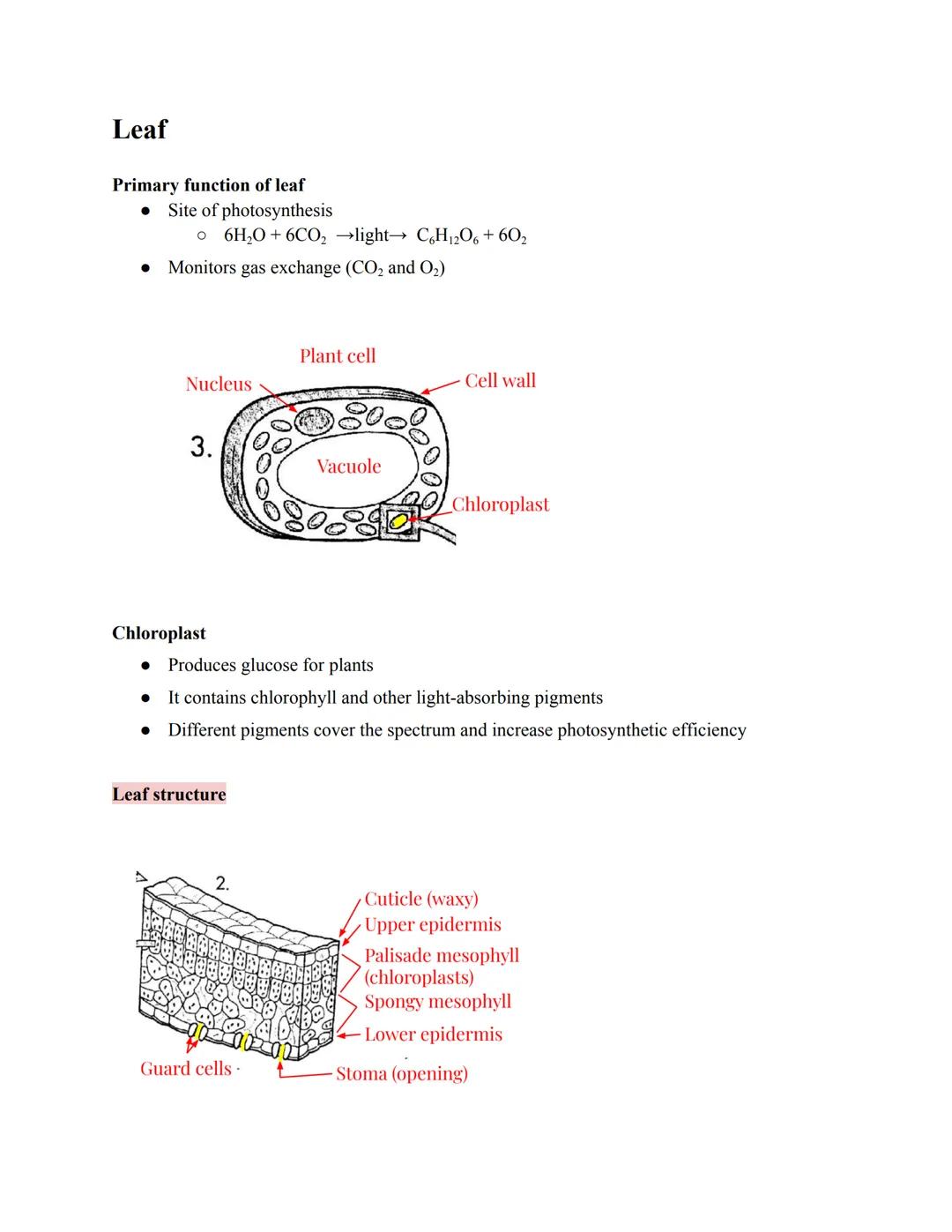 Leaf

Primary function of leaf
*   Site of photosynthesis
    *   6H₂O+6CO₂ →light→ C6H12O6 + 602
*   Monitors gas exchange (CO2 and O₂)

Pl