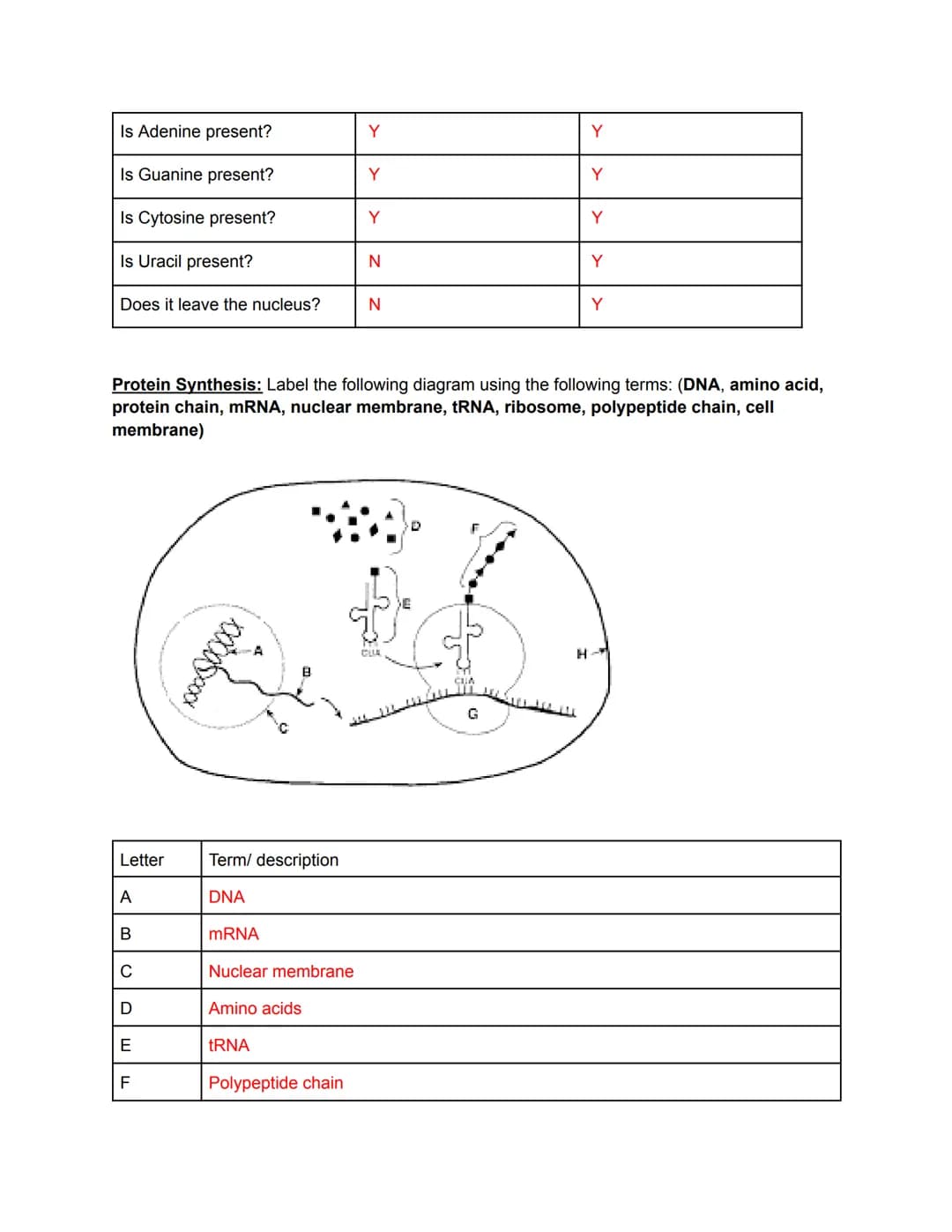 
<h2 id="biologyiixfinalexamreview2023pdf">Biology II X Final Exam Review 2023 PDF</h2>
<p><strong>Genetics</strong></p>
<p><strong>Evolutio