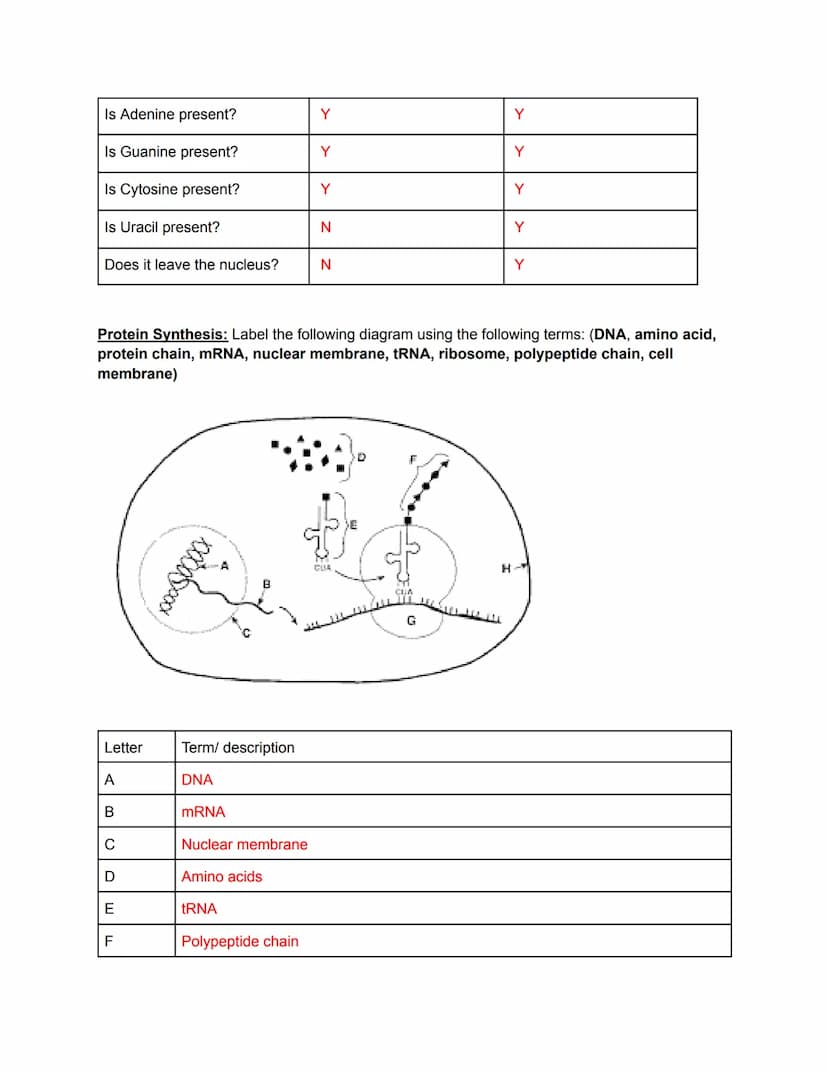 
<h2 id="biologyiixfinalexamreview2023pdf">Biology II X Final Exam Review 2023 PDF</h2>
<p><strong>Genetics</strong></p>
<p><strong>Evolutio