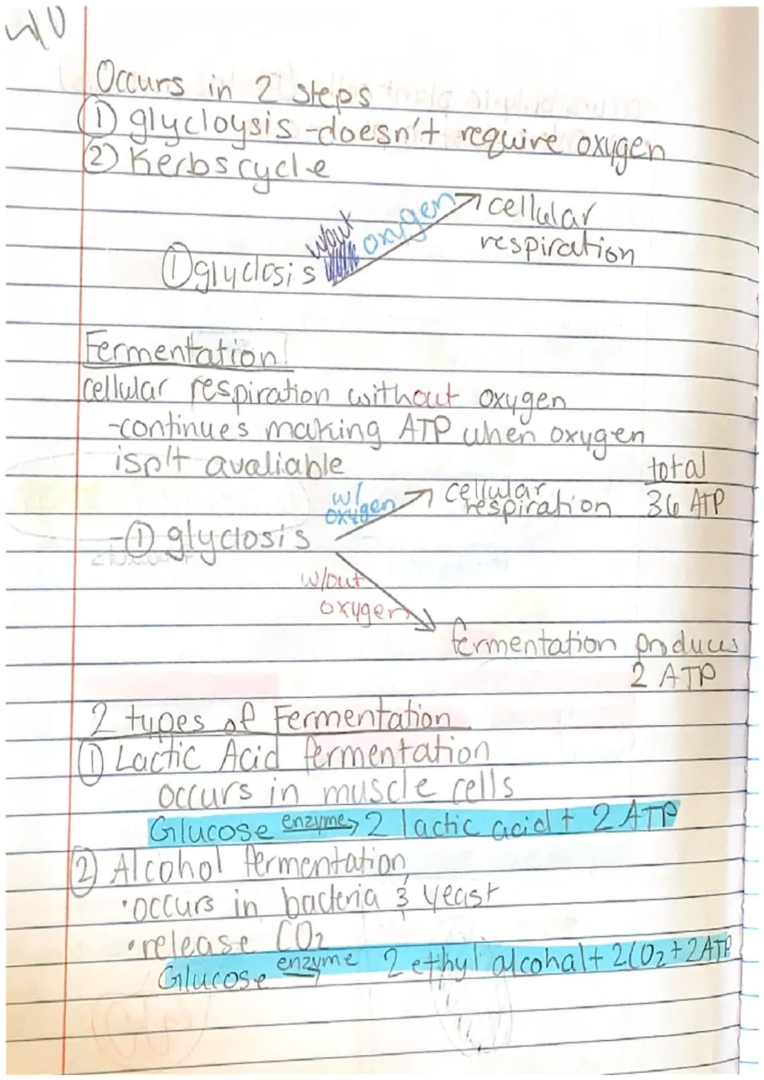 <h2 id="cellenergynotes">Cell Energy Notes</h2>
<p>The concept of cell energy revolves around the use of ATP, which stands for Adenosine Tri