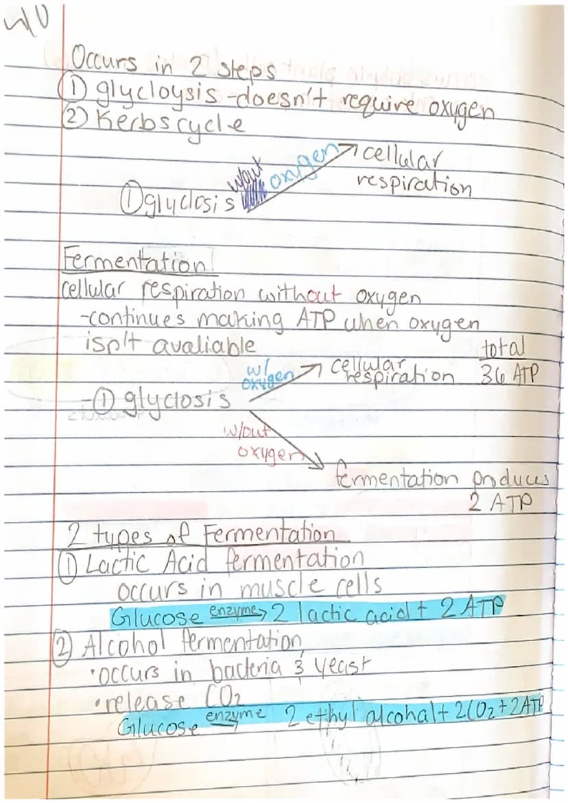<h2 id="cellenergynotes">Cell Energy Notes</h2>
<p>The concept of cell energy revolves around the use of ATP, which stands for Adenosine Tri