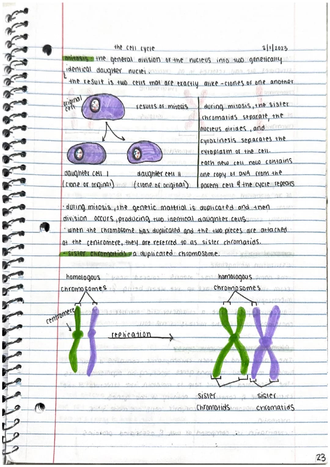 
<p>Today we will focus on mitosis, which is the general division of the nucleus into two genetically identical daughter nucleimi in the cel