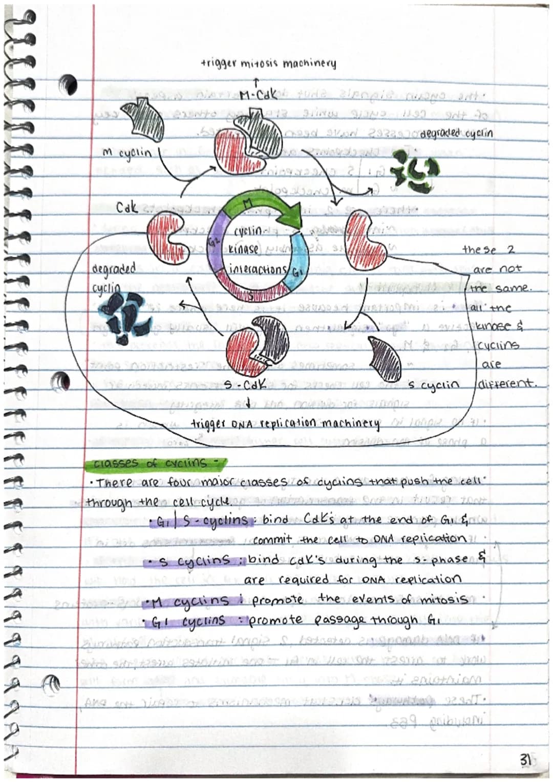 
<p>Today we will focus on mitosis, which is the general division of the nucleus into two genetically identical daughter nucleimi in the cel