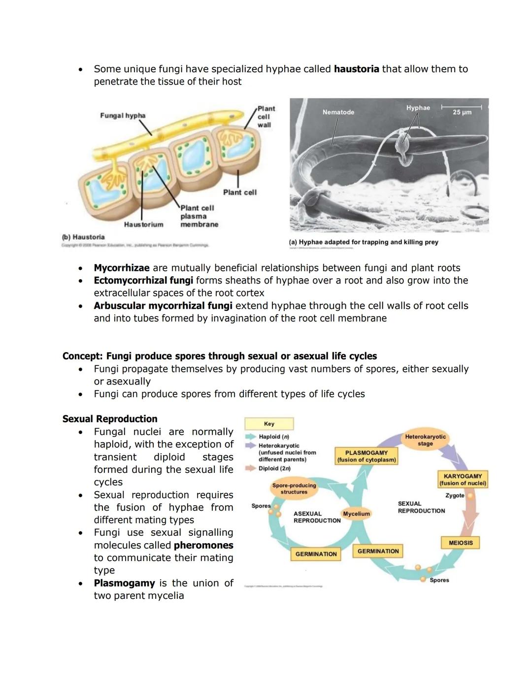 FUNGI, ALGAE, PROTOZOA, and PARASITES
●
Nuclei
Some fungi have hyphae divided into
cells by septa, with pores allowing cell-
to-cell movemen