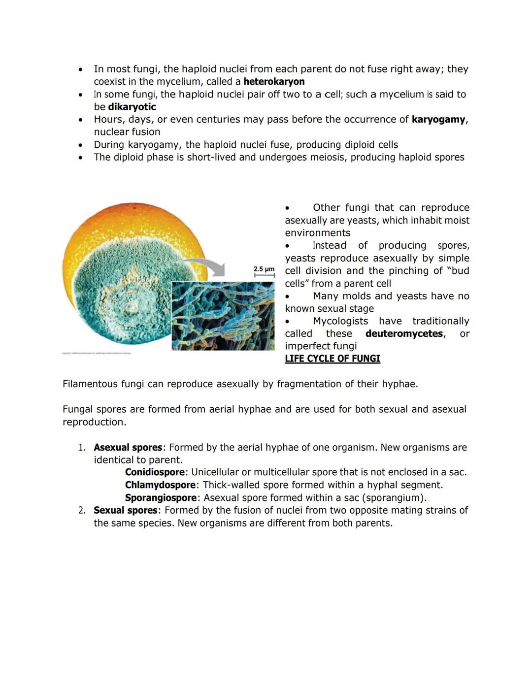 FUNGI, ALGAE, PROTOZOA, and PARASITES
●
Nuclei
Some fungi have hyphae divided into
cells by septa, with pores allowing cell-
to-cell movemen