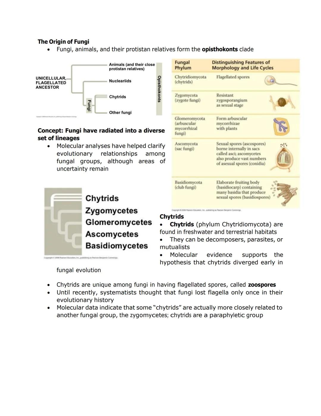 FUNGI, ALGAE, PROTOZOA, and PARASITES
●
Nuclei
Some fungi have hyphae divided into
cells by septa, with pores allowing cell-
to-cell movemen