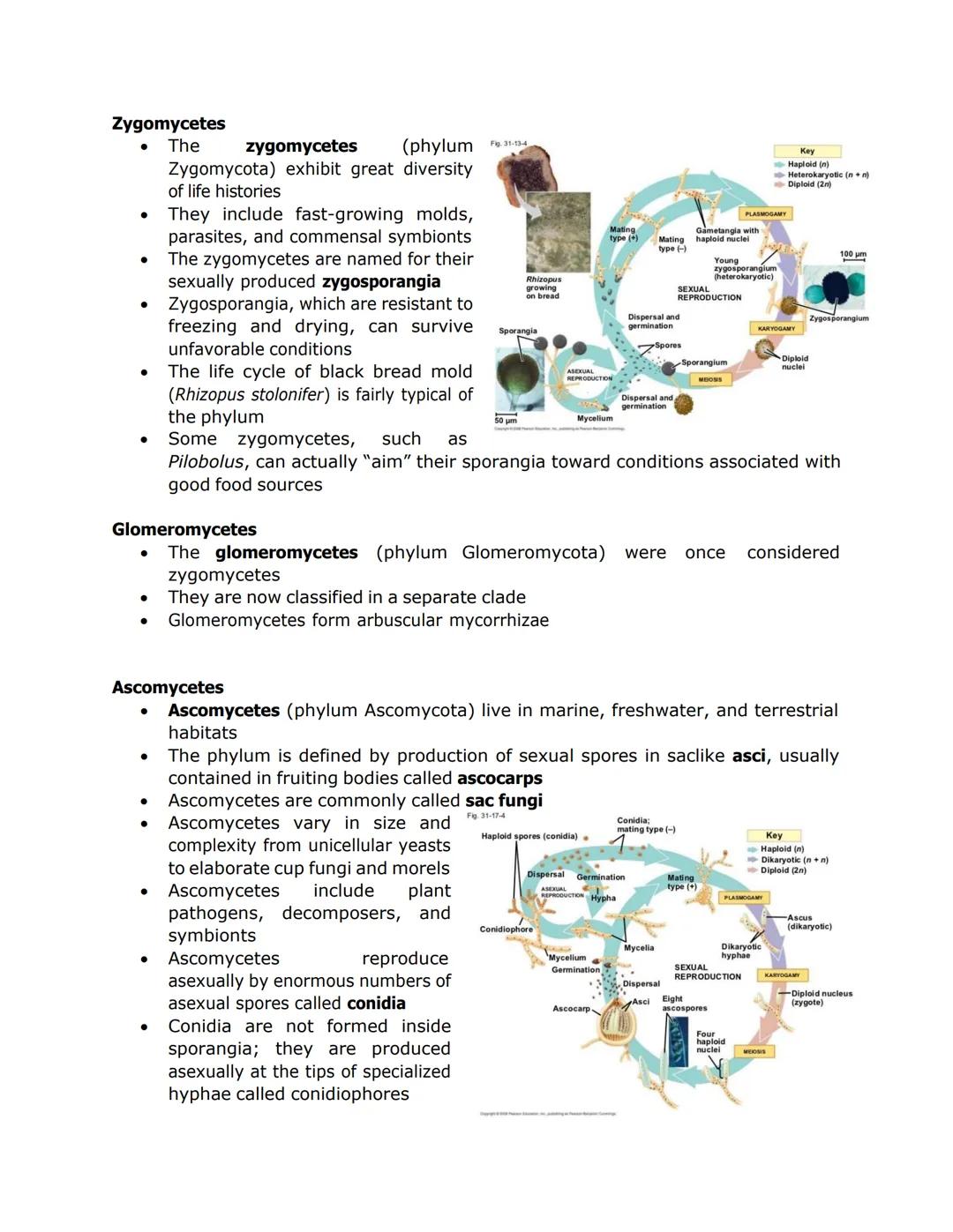 FUNGI, ALGAE, PROTOZOA, and PARASITES
●
Nuclei
Some fungi have hyphae divided into
cells by septa, with pores allowing cell-
to-cell movemen