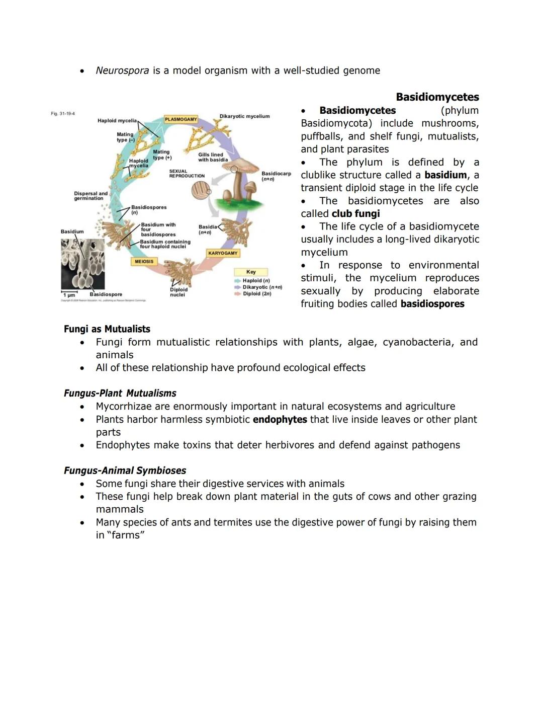 FUNGI, ALGAE, PROTOZOA, and PARASITES
●
Nuclei
Some fungi have hyphae divided into
cells by septa, with pores allowing cell-
to-cell movemen