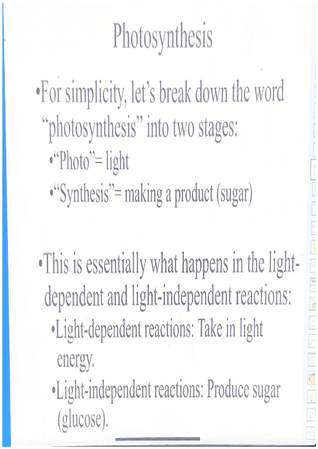 All About Photosynthesis: Light-Dependent Reactions, Electron Transport Chain, and the Calvin Cycle