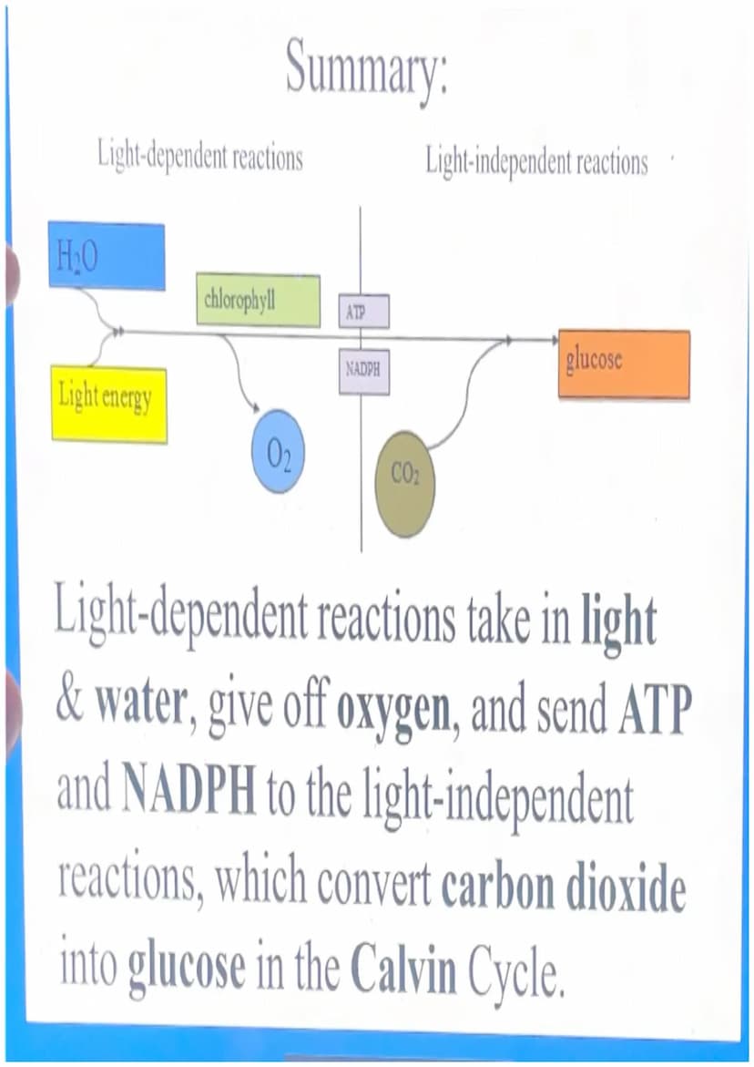 Photosynthesis
For simplicity, let's break down the word
"photosynthesis" into two stages:
"Photo"= light
"Synthesis"= making a product (sug