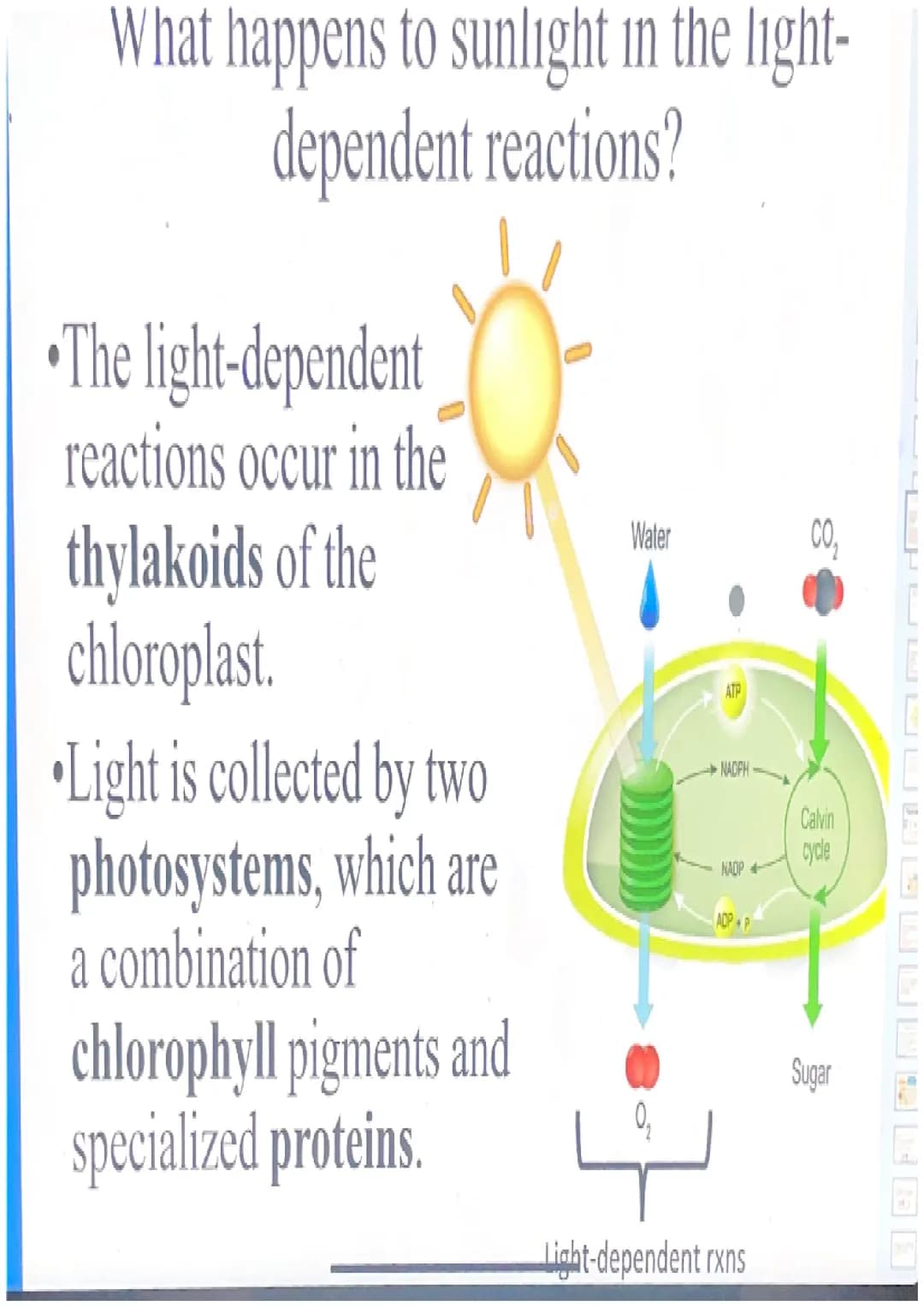 Photosynthesis
For simplicity, let's break down the word
"photosynthesis" into two stages:
"Photo"= light
"Synthesis"= making a product (sug
