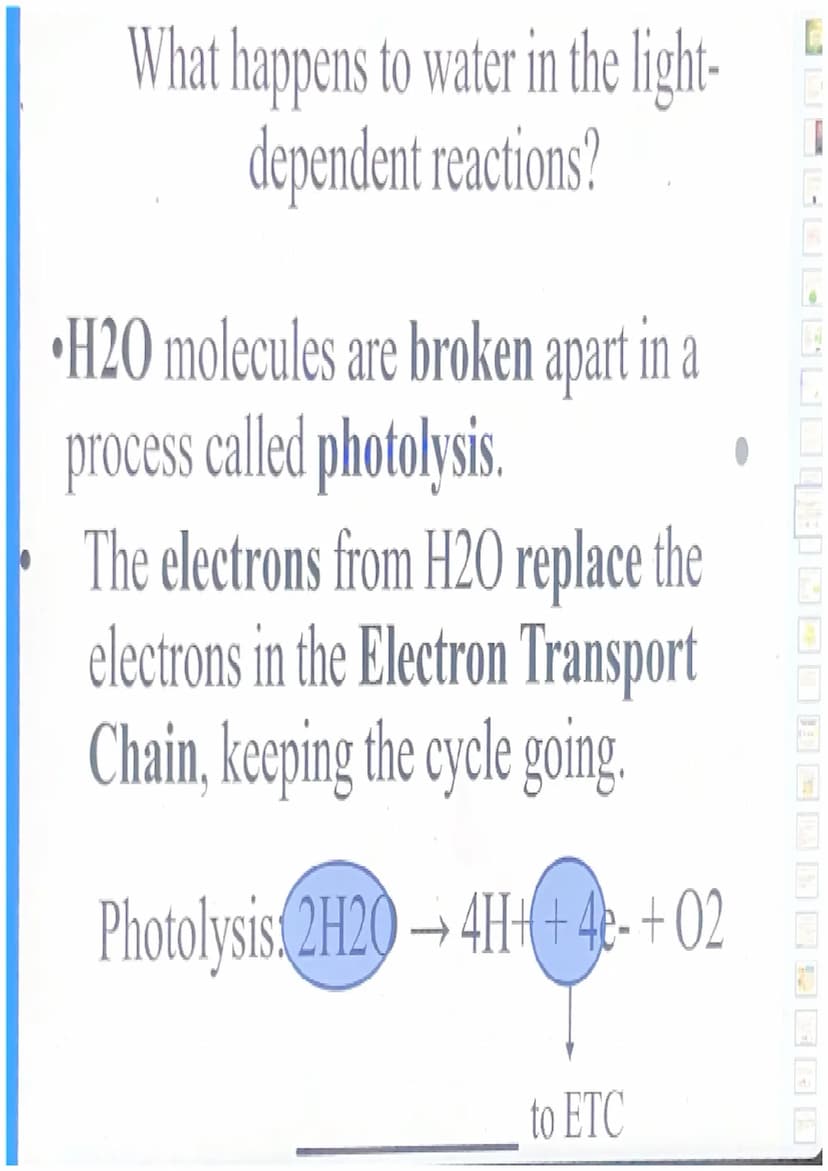 Photosynthesis
For simplicity, let's break down the word
"photosynthesis" into two stages:
"Photo"= light
"Synthesis"= making a product (sug
