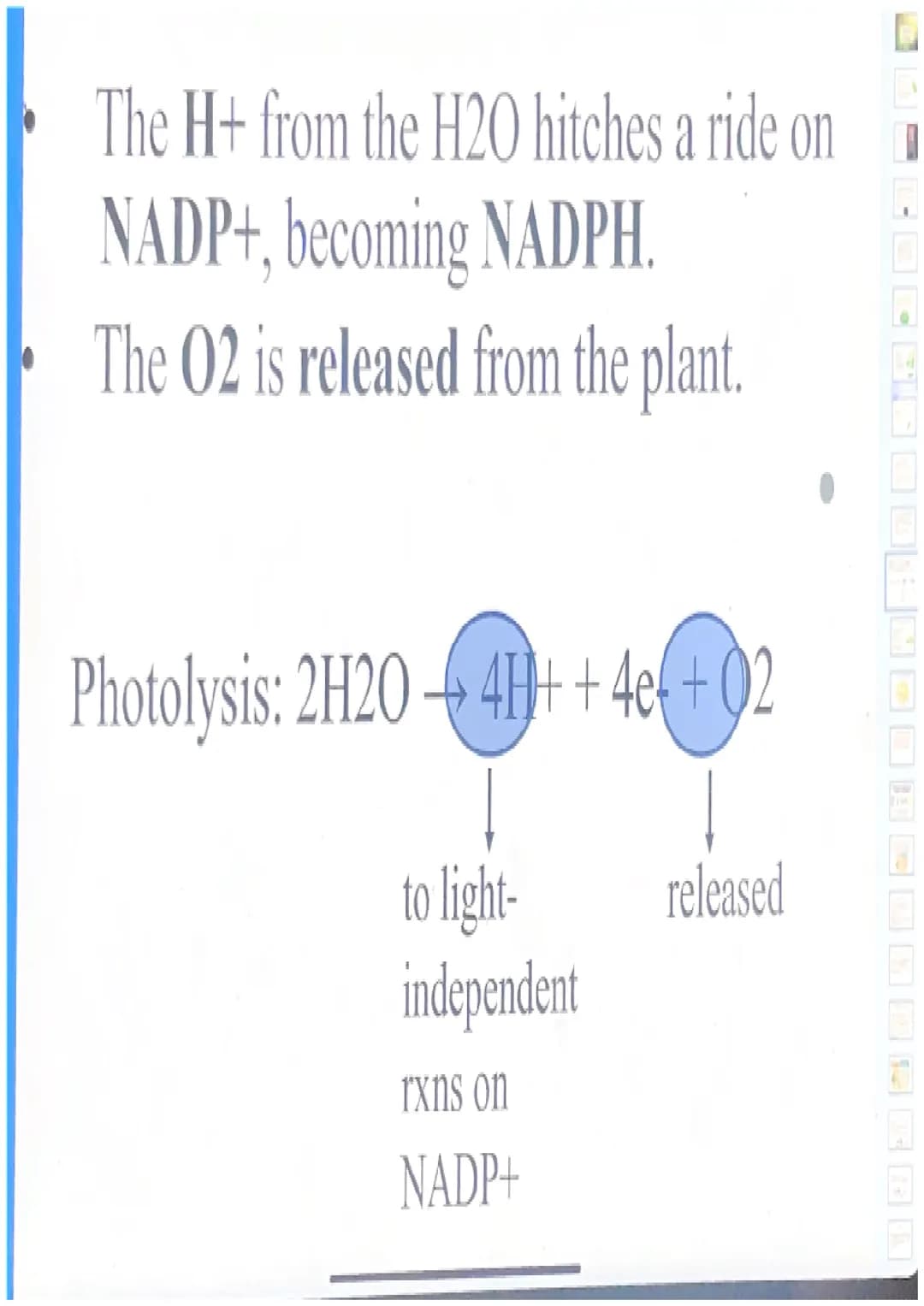 Photosynthesis
For simplicity, let's break down the word
"photosynthesis" into two stages:
"Photo"= light
"Synthesis"= making a product (sug