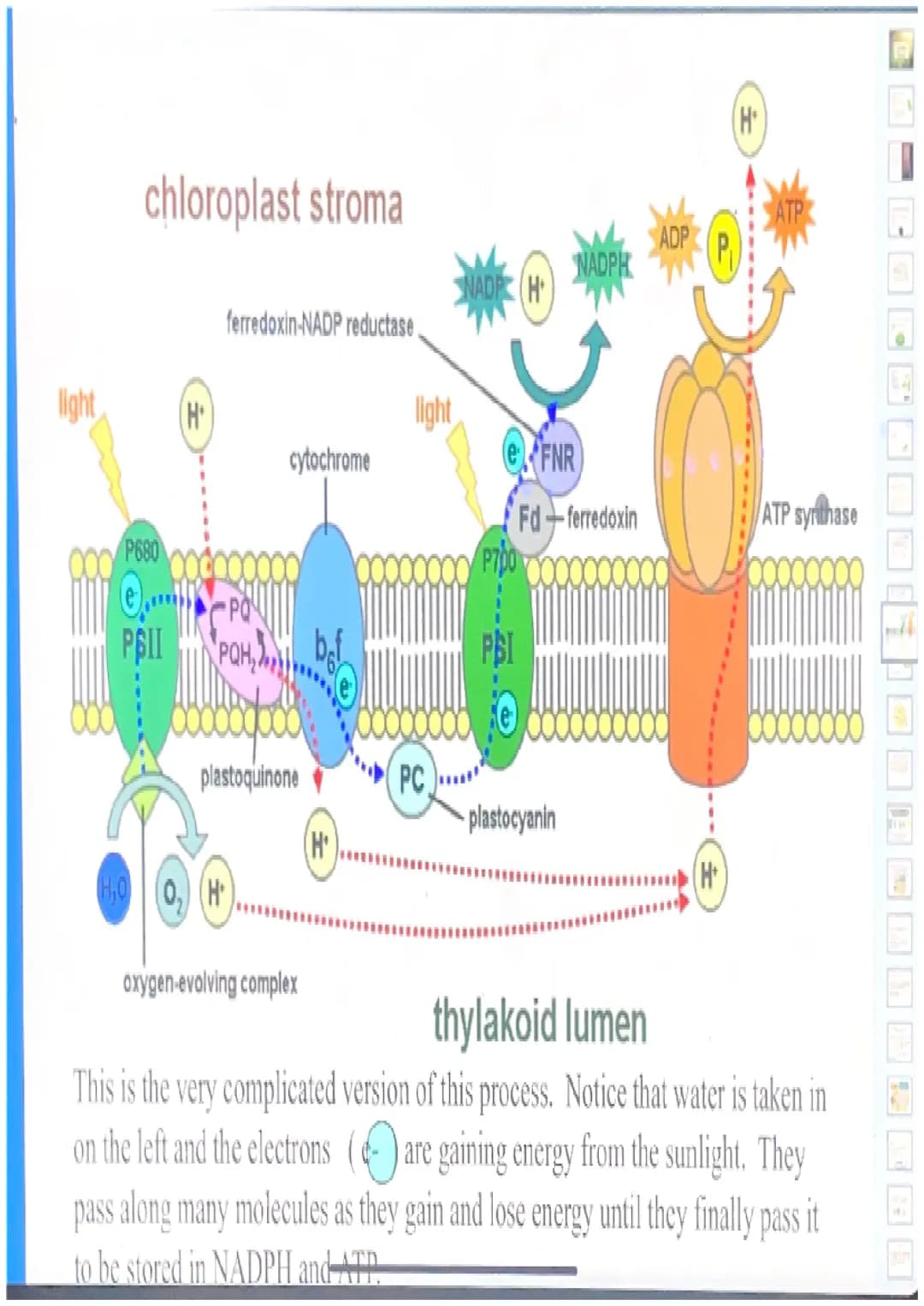 Photosynthesis
For simplicity, let's break down the word
"photosynthesis" into two stages:
"Photo"= light
"Synthesis"= making a product (sug