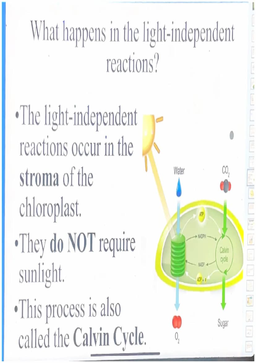 Photosynthesis
For simplicity, let's break down the word
"photosynthesis" into two stages:
"Photo"= light
"Synthesis"= making a product (sug