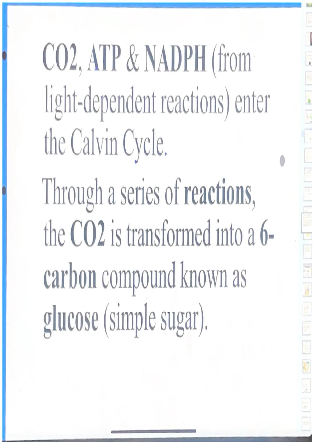 Photosynthesis
For simplicity, let's break down the word
"photosynthesis" into two stages:
"Photo"= light
"Synthesis"= making a product (sug