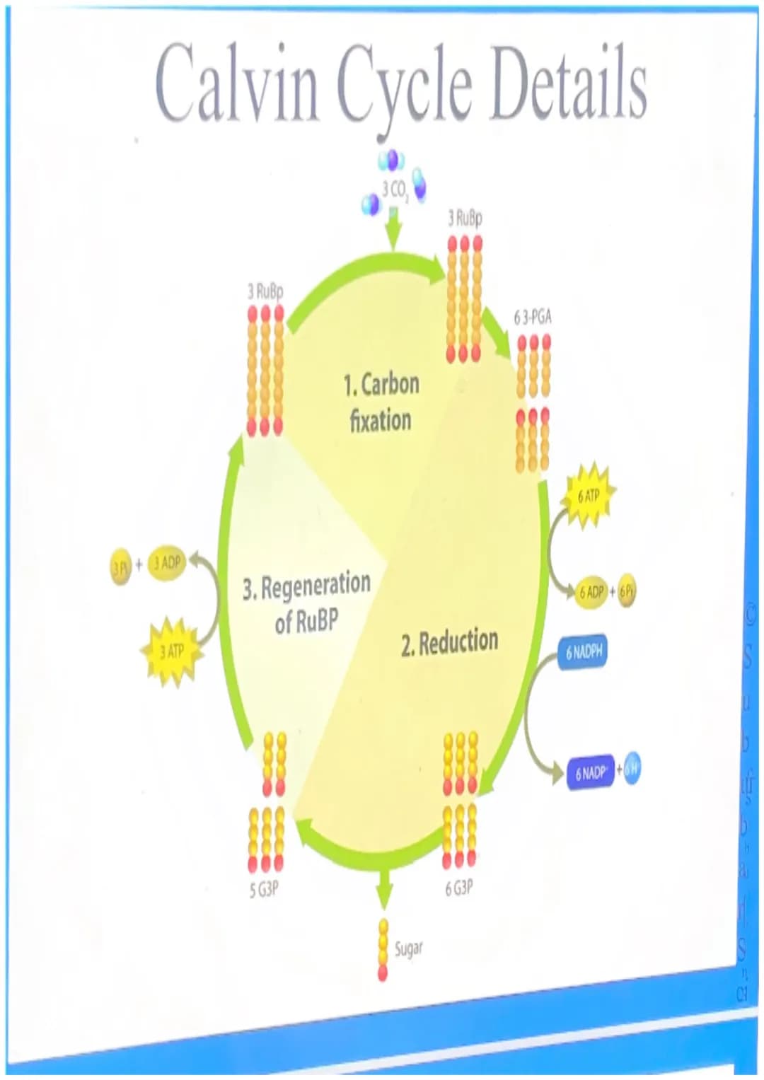 Photosynthesis
For simplicity, let's break down the word
"photosynthesis" into two stages:
"Photo"= light
"Synthesis"= making a product (sug