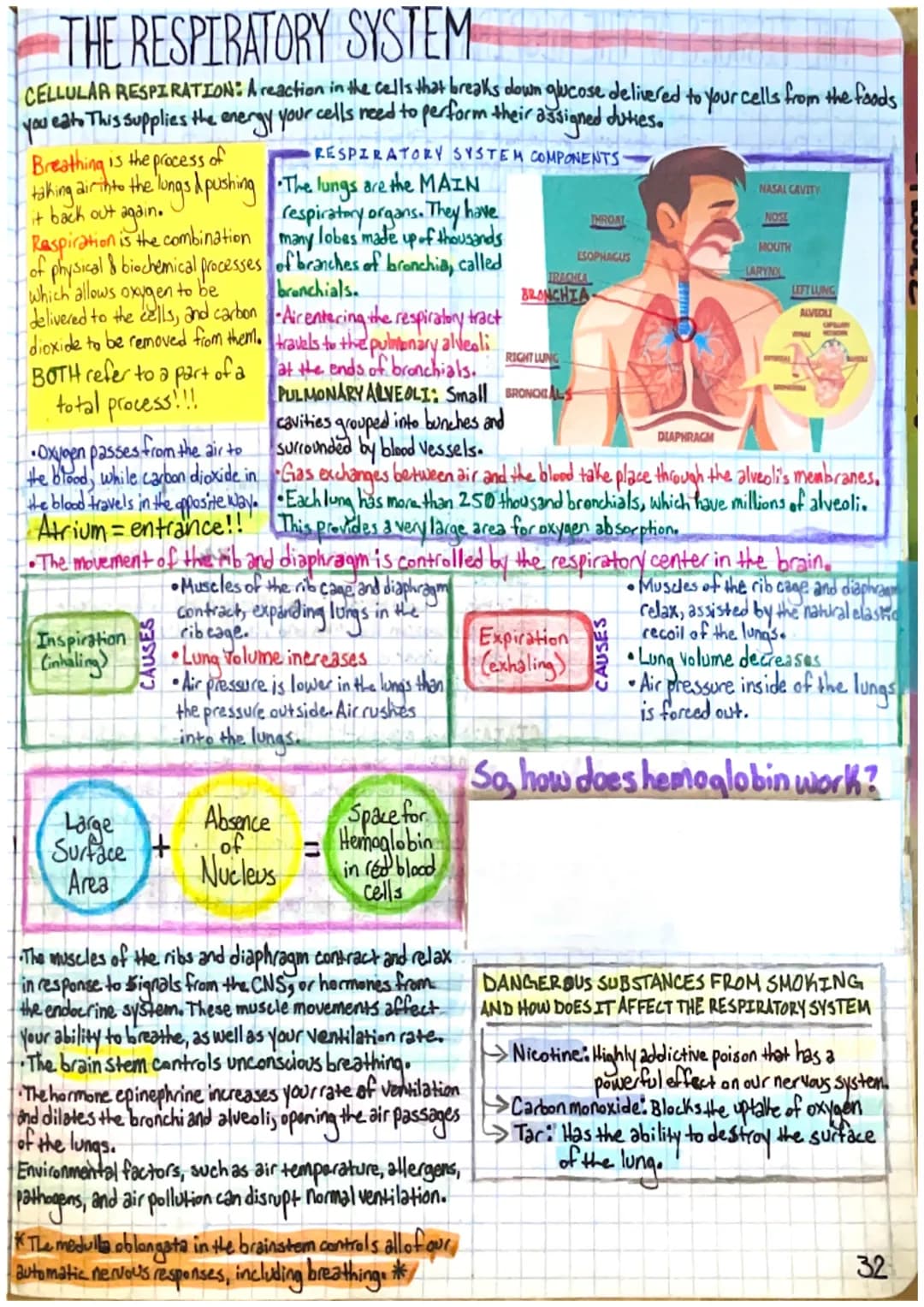 How Nicotine Messes with Breathing: Alveoli and Medulla Oblongata