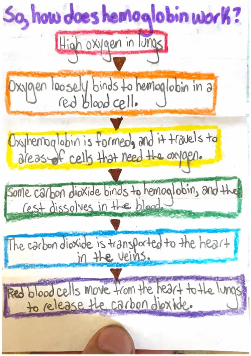 THE RESPIRATORY SYSTEM
CELLULAR RESPIRATION: A reaction in the cells that breaks down glucose delivered to your cells from the foods
you eat