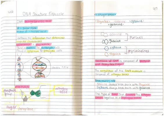 Know DNA structure Notes  thumbnail