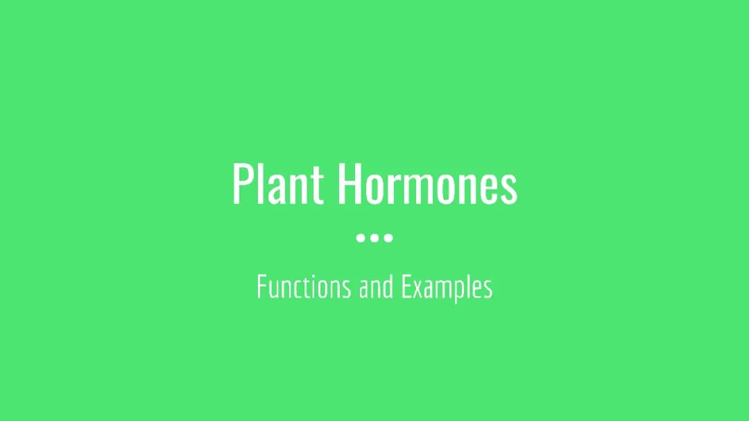 How Plants Move and Grow: Auxins, Gibberellins, and Ethene Magic!
