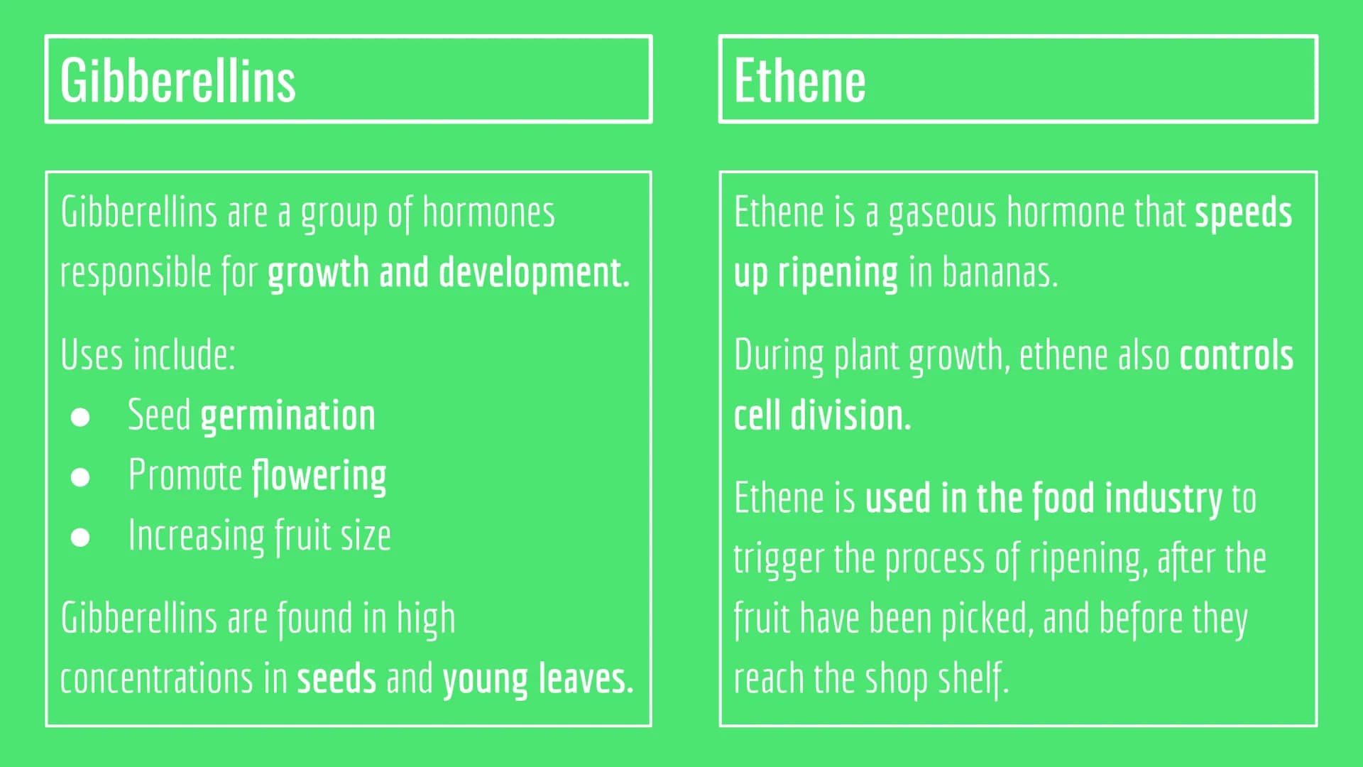 Plant Hormones
Functions and Examples There are 3 plant hormones you need to know:
Auxin Gibberellins • Ethene Auxins
Phototropism
Phototrop