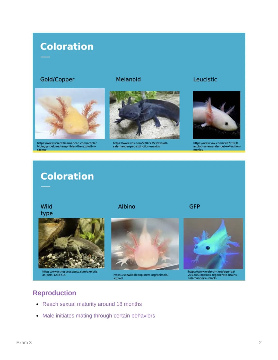 Exam 3
Exam 3
Created
Ⓒ Class
Ⓒ Type
Materials
Reviewed
@March 27, 2023 11:54 AM
AVS 325
Lecture
Axolotls
• Order Caudata
• fully aquatic
o 