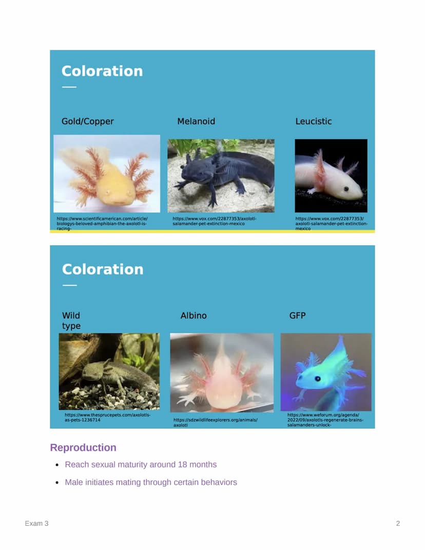 Exam 3
Exam 3
Created
Ⓒ Class
Ⓒ Type
Materials
Reviewed
@March 27, 2023 11:54 AM
AVS 325
Lecture
Axolotls
• Order Caudata
• fully aquatic
o 