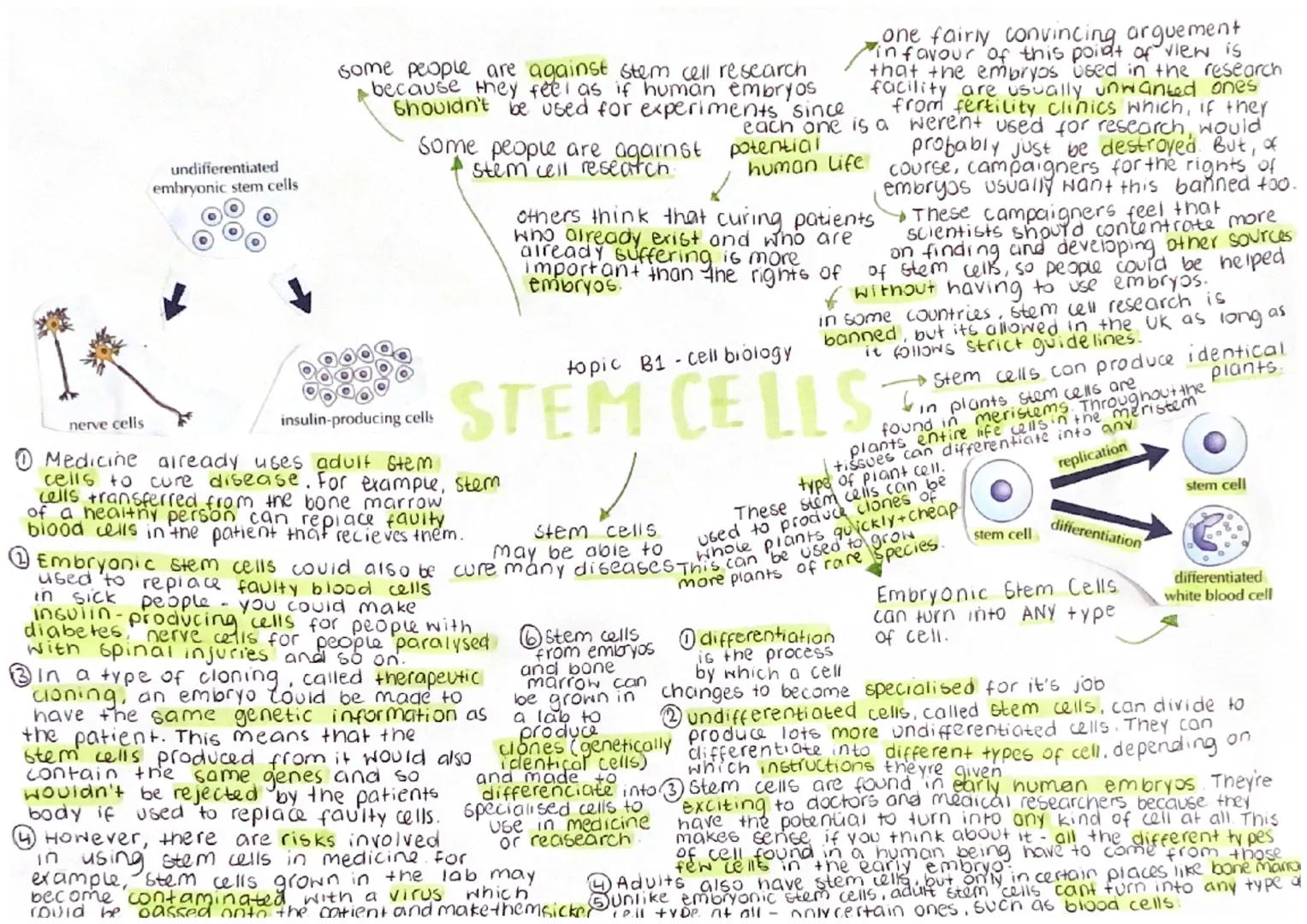 nerve cells

undifferentiated
embryonic stem cells

some people are against stem cell research
because they feel as if human embryos
Ghouldn