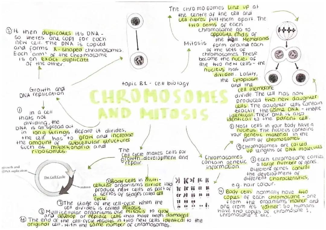chromosomes and mitosis 