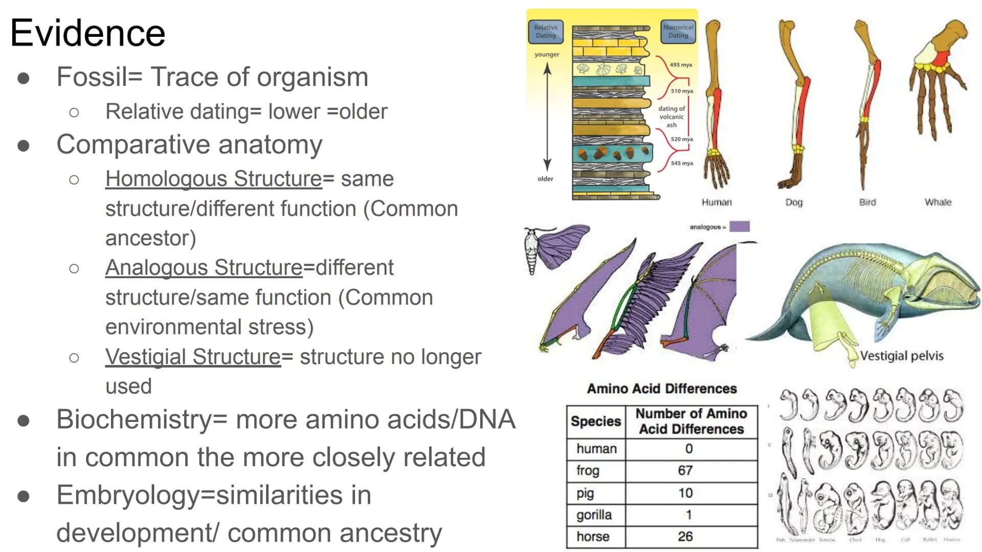 EOC Review Day 7
Evolution &
Unity and Diversity Evidence
Fossil - Trace of organism
Relative dating= lower older
• Comparative anatomy
O
Ho