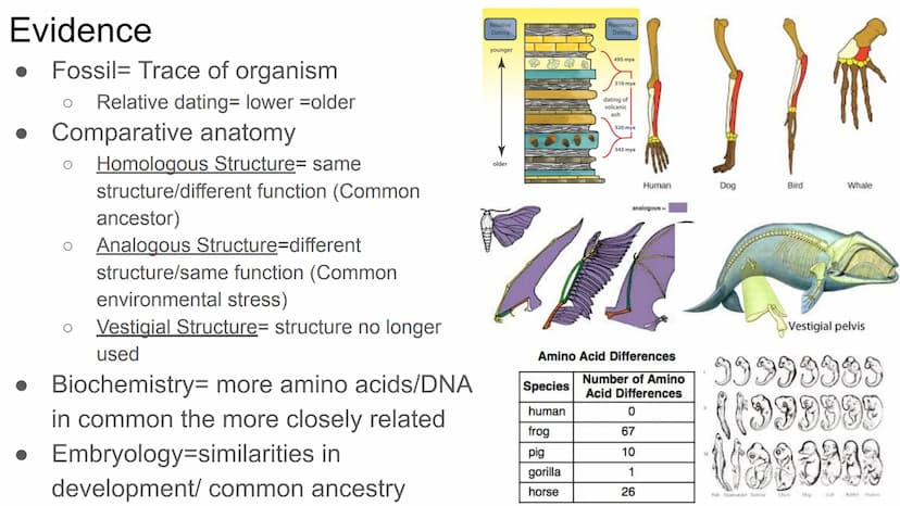 EOC Review Day 7
Evolution &
Unity and Diversity Evidence
Fossil - Trace of organism
Relative dating= lower older
• Comparative anatomy
O
Ho